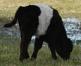 Western Belted Galloway Association - breeders dedicated to belted