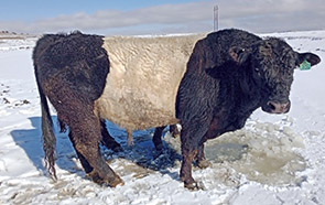 Western Belted Galloway Association - breeders dedicated to belted
